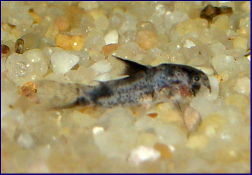 www.israquarium.co.il